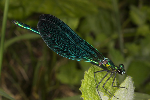 Calopteryx virgo - Copyright Denis Bourgeois